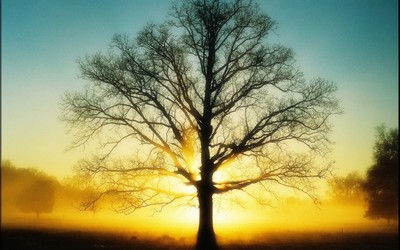 來(lái)生愿做一棵樹