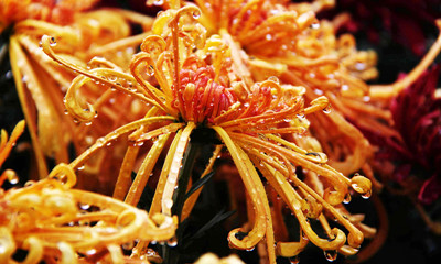 金秋時節醉賞菊花