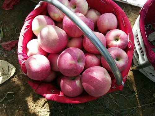 蘋果熟了的季節