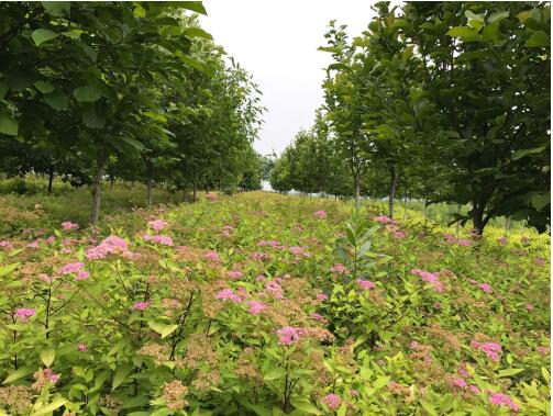 陜西綠宇園林公司：堅持改革不打烊 苗圃發展現成效