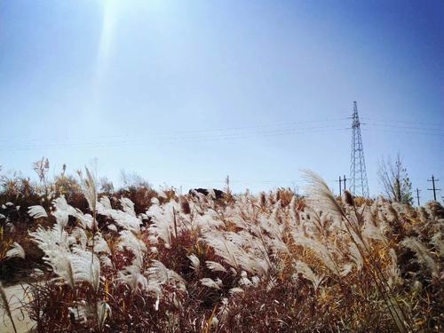 川原秋色靜 蘆葦晚風(fēng)鳴