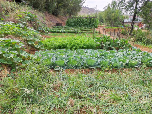 陜煤建設洗選煤運營公司紅柳林洗煤廠項目部：職工菜園，“蔬”心“食”尚