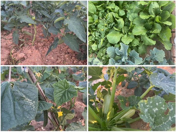 陜煤建設天工公司土建十七部黨支部：小小菜園，播種幸福感