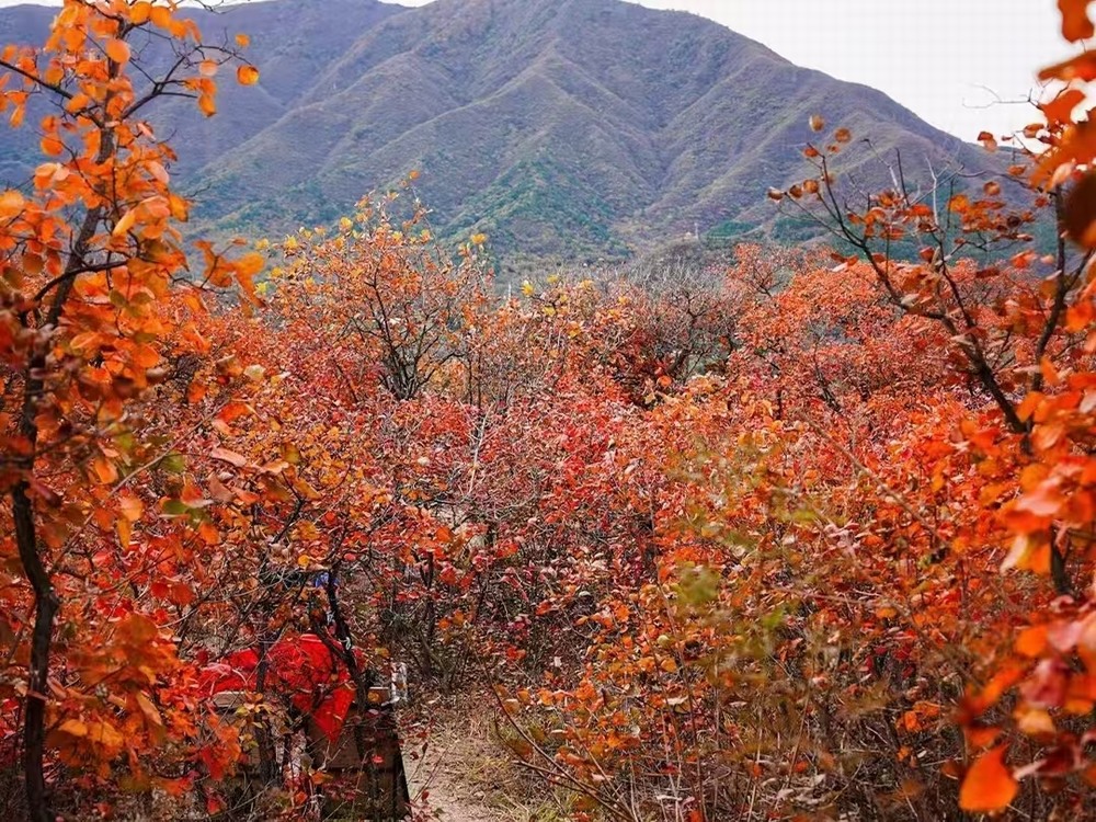 紅葉燃情，歷史鑄魂