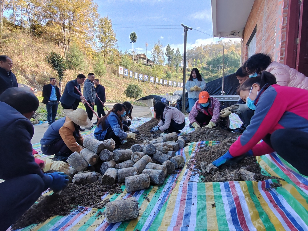 陜煤建設定點幫扶村：羊肚菌產業開啟致富新引擎