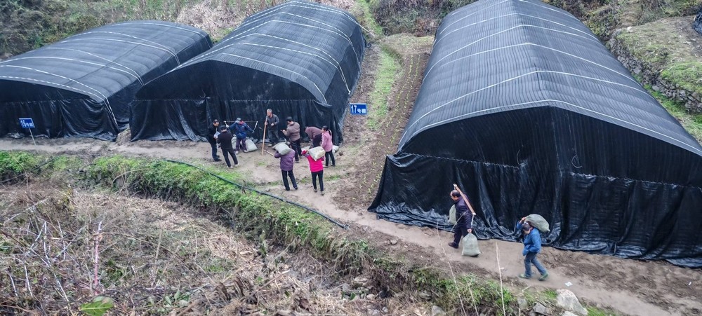 陜煤建設定點幫扶村：學哪吒永破萬難   羊肚菌產業從“菌”疑到豐收蝶變